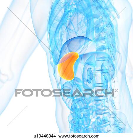 Stock Illustration - Spleen, illustration. Fotosearch