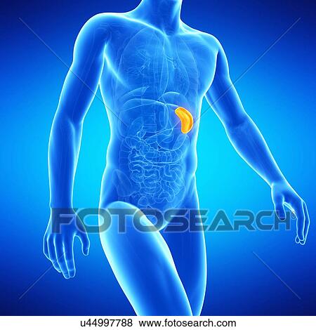 Stock Illustration - Spleen, illustration. Fotosearch