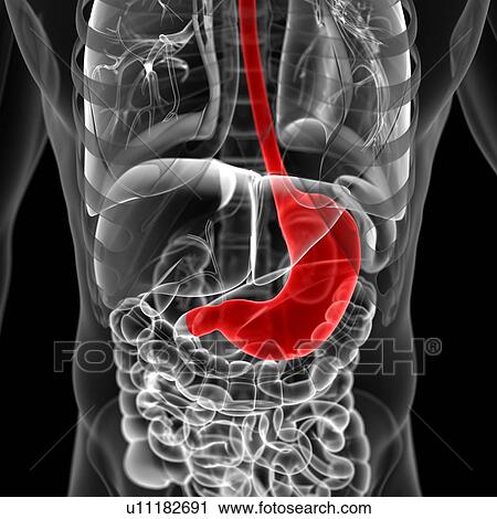 Stomach, illustration View Large Illustration Clip Art - Stomach, illustration. Fotosearch