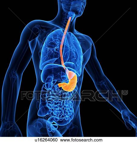 Clipart - Stomach, illustration. Fotosearch