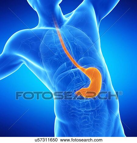Stomach, illustration View Large Illustration Clipart - Stomach, illustration. Fotosearch