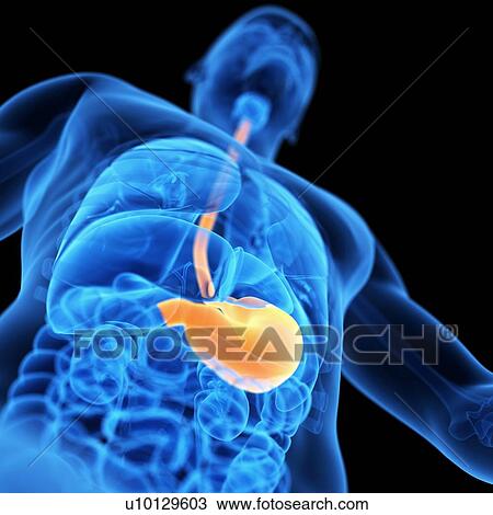 Stomach, illustration View Large Illustration Drawing - Stomach, illustration. Fotosearch