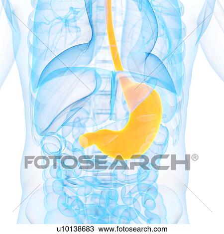 Stomach, illustration View Large Illustration Drawing - Stomach, illustration. Fotosearch