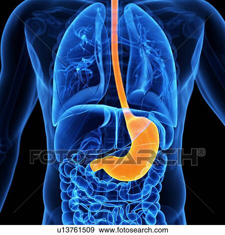 Stomach, illustration View Large Illustration Stock Illustration - Stomach, illustration. Fotosearch