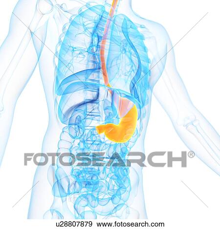 Stomach, illustration View Large Illustration Stock Illustration - Stomach, illustration. Fotosearch