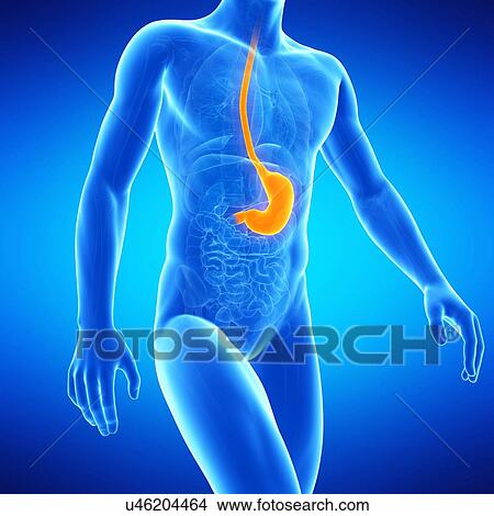 Stomach, illustration View Large Illustration Stock Illustration - Stomach, illustration. Fotosearch