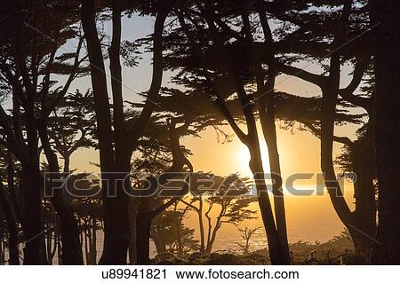Sunset over ocean through trees, Lands End, San Francisco, California, USA View Large Photo Image Stock Image - Sunset over ocean through trees, Lands End, San Francisco, California, USA. Fotosearch