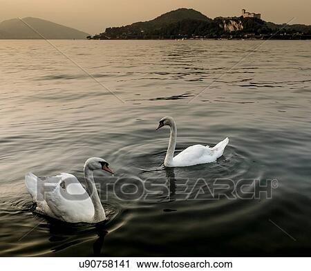 Stock Image - Swans on water, Lake Maggiore, Piedmont, Lombardy, Italy. Fotosearch