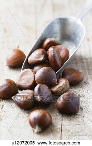 Stock Photography - Sweet Chestnuts. Fotosearch
