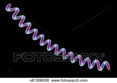 Syphilis bacteria, illustration View Large Illustration Clipart - Syphilis bacteria, illustration. Fotosearch