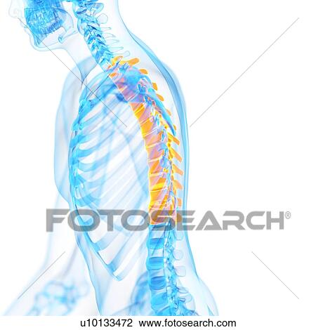 Thoracic spine, illustration View Large Illustration Drawing - Thoracic spine, illustration. Fotosearch
