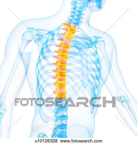 Stock Illustration - Thoracic spine, illustration. Fotosearch