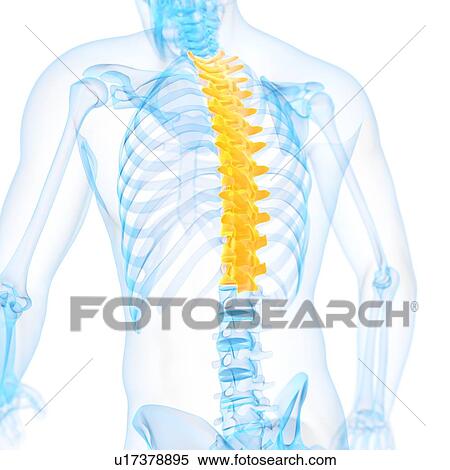 Stock Illustration - Thoracic spine, illustration. Fotosearch