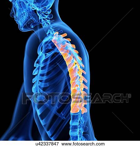 Stock Illustration - Thoracic spine, illustration. Fotosearch