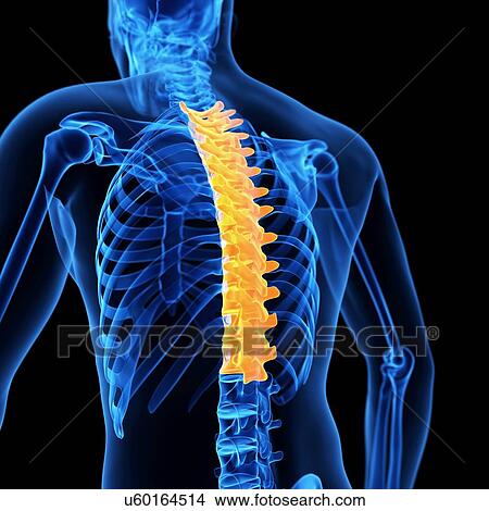Stock Illustration - Thoracic spine, illustration. Fotosearch