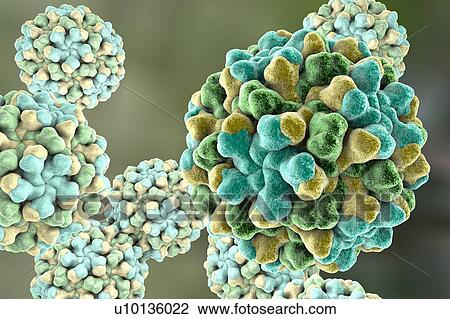 Tomato bushy stunt virus, illustration View Large Illustration Drawing - Tomato bushy stunt virus, illustration. Fotosearch