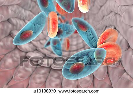 Clipart - Toxoplasma gondii in blood, illustration. Fotosearch