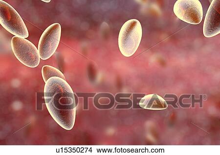 Stock Illustration - Toxoplasma gondii parasites, illustration. Fotosearch