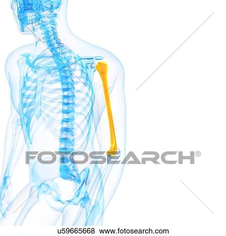 Stock Illustration - Upper arm bone, illustration. Fotosearch