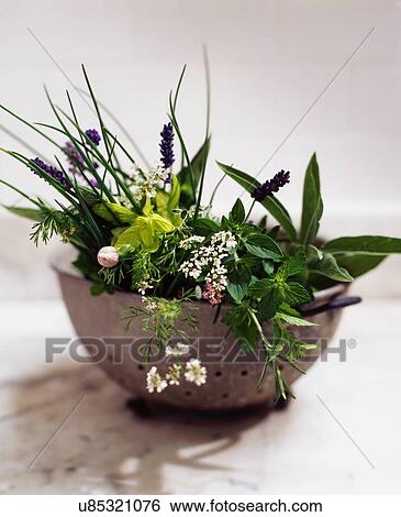 Stock Photograph - Vintage strainer full of herbs and herb flowers. Fotosearch