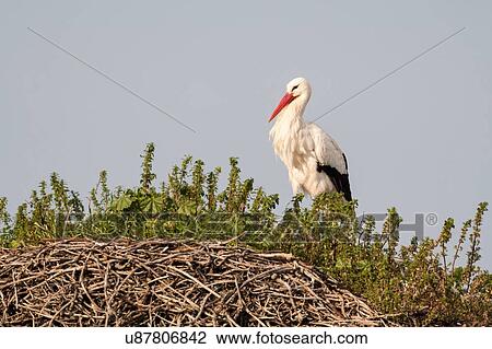 Stock Image - White Stork (Ciconia ciconia) nesting on granite boulders. Fotosearch