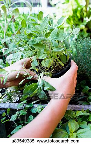 Stock Photography - Woman holding herb in pot, close up. Fotosearch