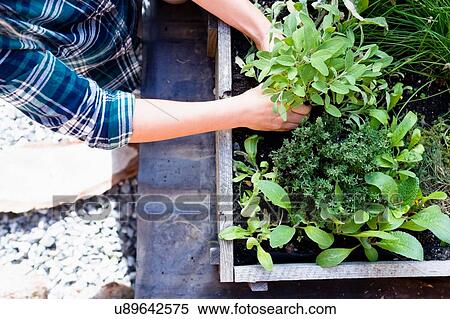 Stock Photography - Woman planting herbs in herb garden, high angle. Fotosearch