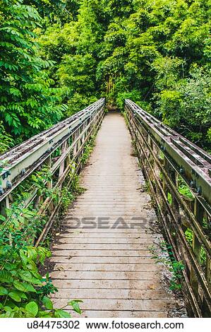 "Wooden footbridge in rainforest, Haleakala, Hawaii, USA" View Large Photo Image Stock Image - "Wooden footbridge in rainforest, Haleakala, Hawaii, USA". Fotosearch