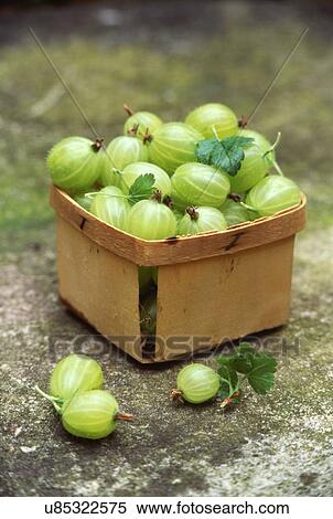 Stock Photography - Wooden punnet of freshly picked gooseberries outdoors. Fotosearch