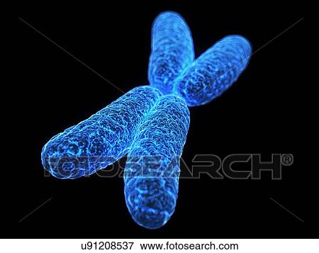 Stock Illustration - X chromosome, illustration. Fotosearch