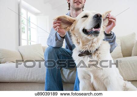Stock Photo - Young man on living room sofa hoding ears of golden retriever dog. Fotosearch