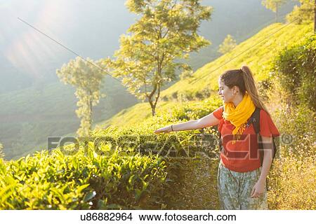 Young woman in tea plantations near Munnar, Kerala, India View Large Photo Image Picture - Young woman in tea plantations near Munnar, Kerala, India. Fotosearch