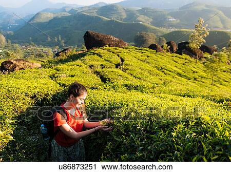 Stock Image - Young woman looking at tea plants in tea plantations near Munnar, Kerala, India. Fotosearch