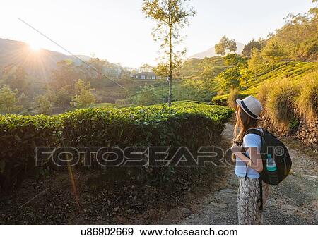Stock Photo - Young woman looking out at tea plantations near Munnar at sunset, Kerala, India. Fotosearch