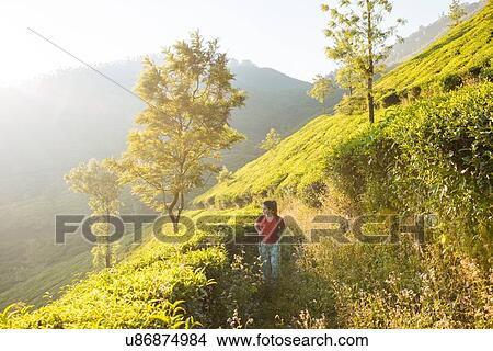 Picture - Young woman walking in tea plantations near Munnar, Kerala, India. Fotosearch