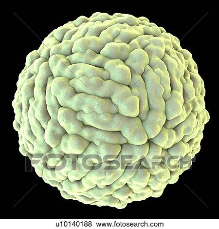 Stock Illustration - Zika virus, illustration. Fotosearch