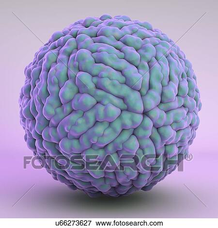 Stock Illustration - Zika virus, illustration. Fotosearch