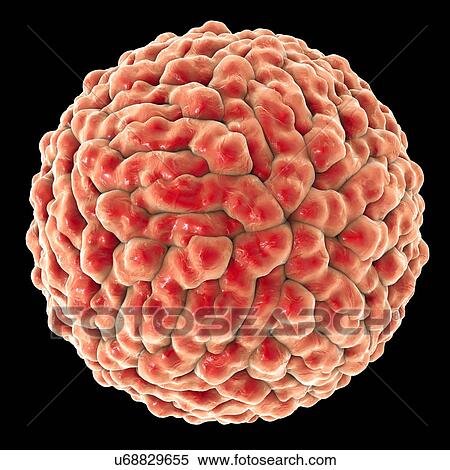 Stock Illustration - Zika virus, illustration. Fotosearch