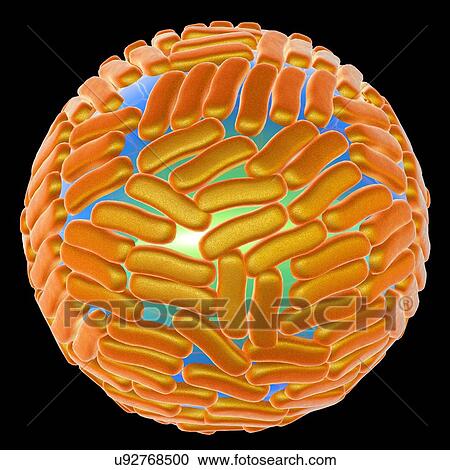 Stock Image - "Zika virus, illustration". Fotosearch