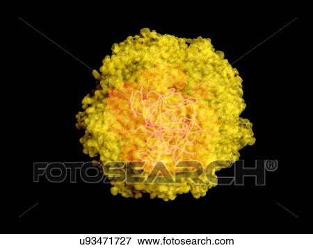 Stock Photo - "Zika virus, illustration". Fotosearch