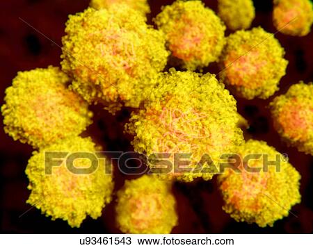 Stock Image - "Zika virus particles, illustration". Fotosearch