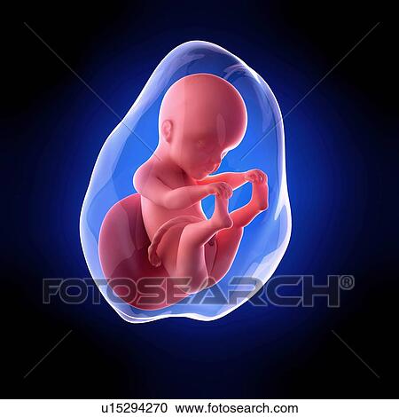 人間 胎児 年齢 ２５ 週 ストックイメージ U Fotosearch