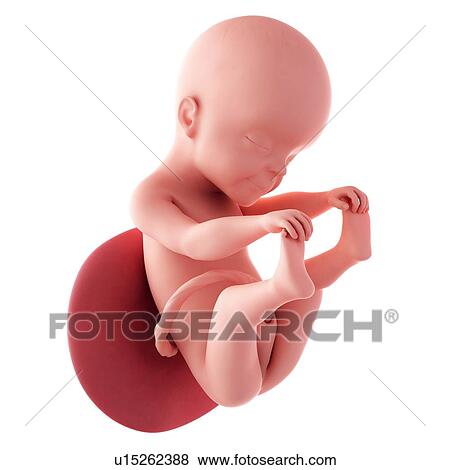 人間 胎児 年齢 ２５ 週 写真館 イメージ館 U Fotosearch