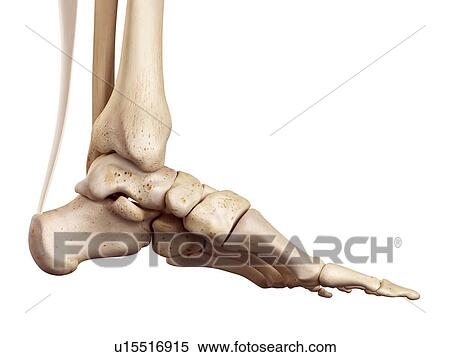Achilles tendon of the human foot View Large Photo Image Stock Photography - Achilles tendon of the human foot. Fotosearch