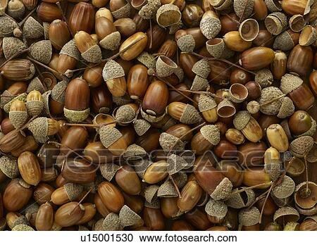 Stock Image - Acorns from an oak tree. Fotosearch