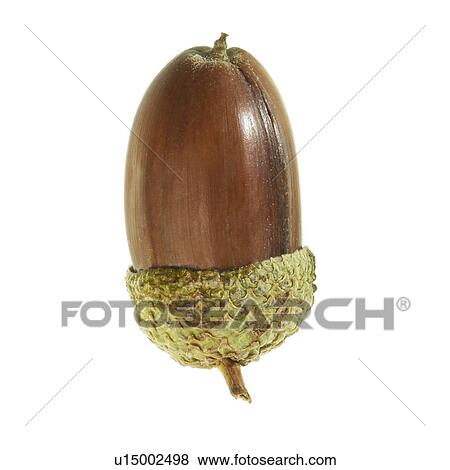 Stock Photo - Acorns from an oak tree. Fotosearch