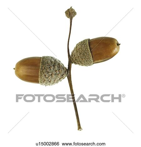Acorns from an oak tree View Large Photo Image Stock Photograph - Acorns from an oak tree. Fotosearch