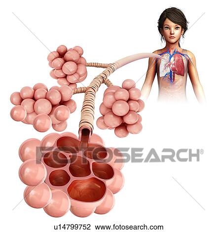 Stock Image - Alveoli, illustration. Fotosearch