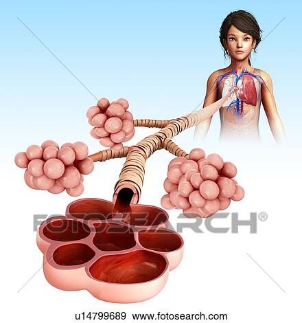Stock Photo - Alveoli, illustration. Fotosearch