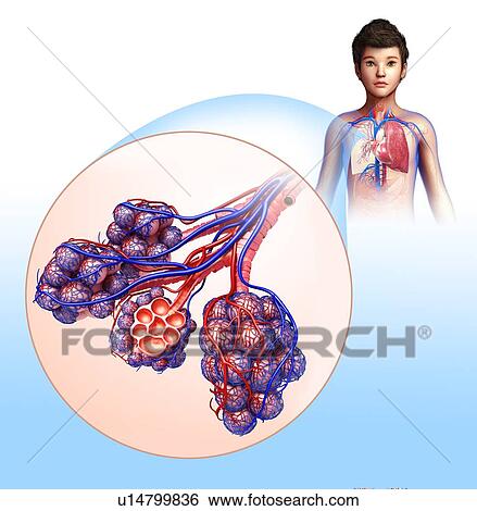 Stock Photograph - Alveoli, illustration. Fotosearch